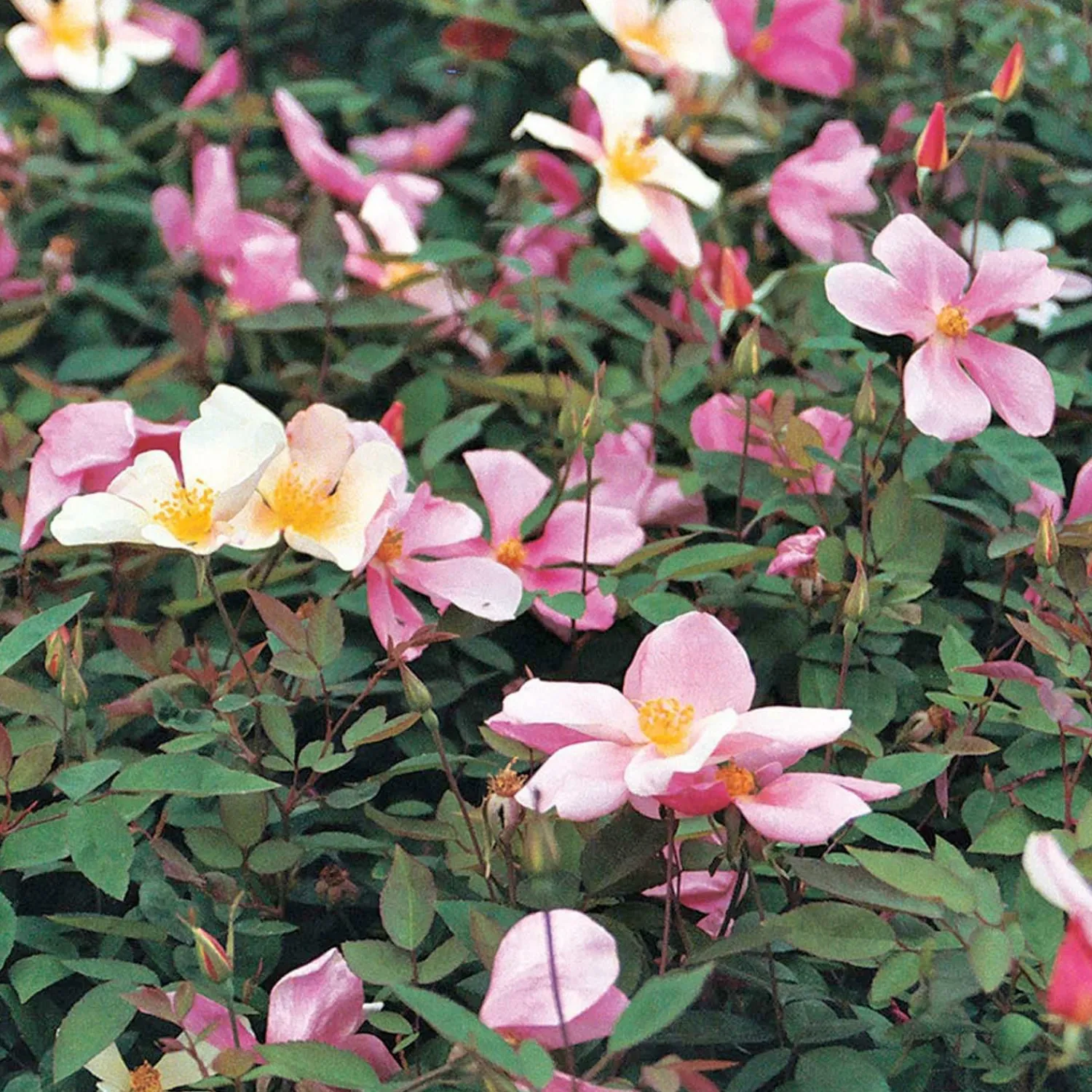 mutabalis___gallon_0.webp Mutabalis - 5 Gallon>Roger's Gardens Clearance
