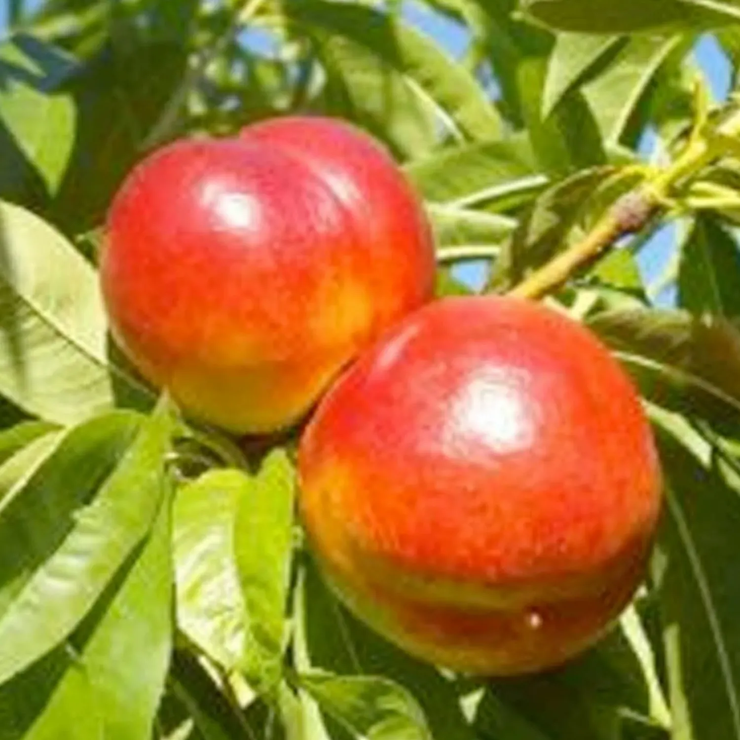 nectarine_arctic_star_white__semidwarf___box_0.webp Nectarine 'Arctic Star White' - Semi-Dwarf - 24" Box>Roger's Gardens Best Sale