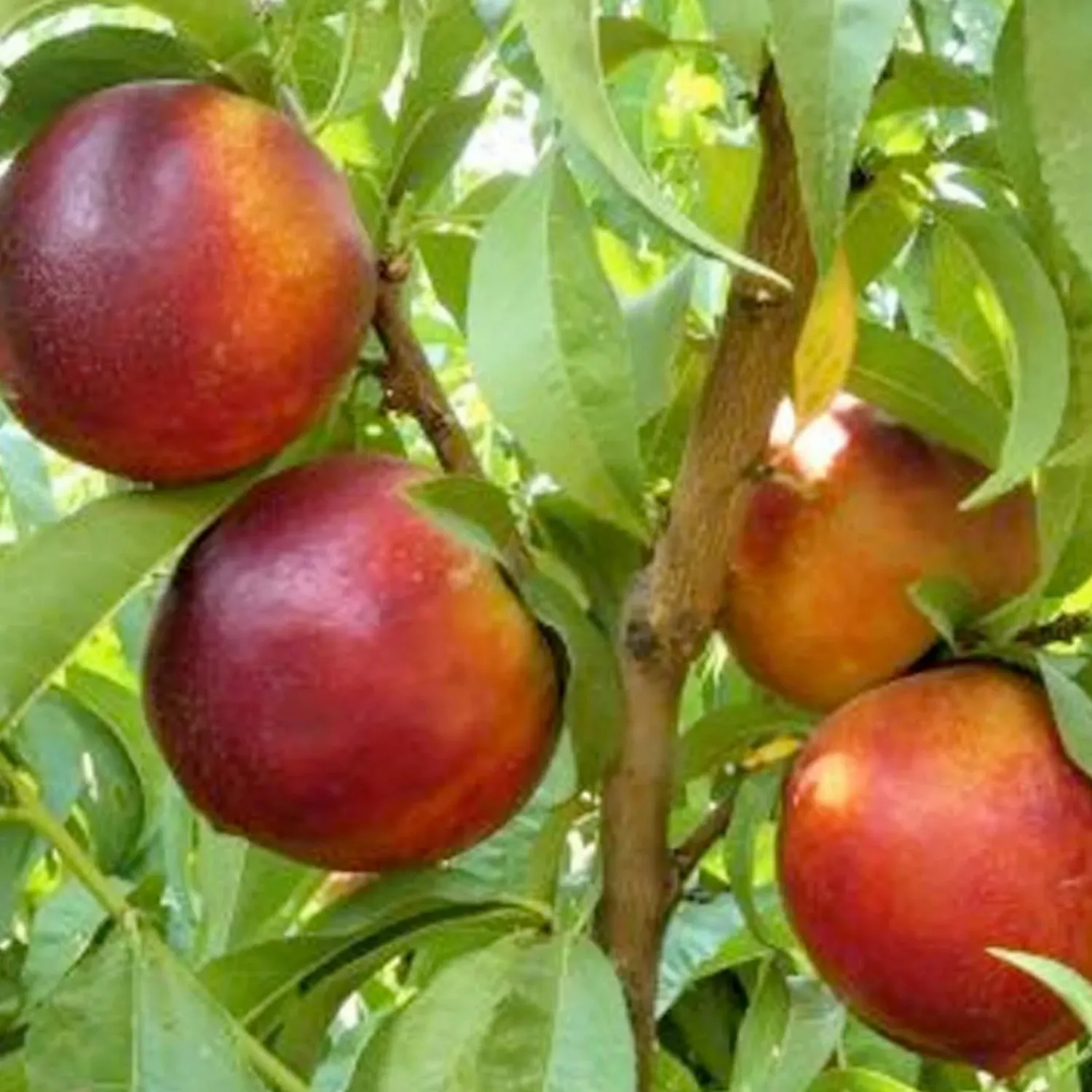 nectarine_garden_delight__miniature___gallon_0-1.webp Nectarine 'Garden Delight' - Miniature - #7 Gallon>Roger's Gardens Online