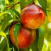 Nectarine 'Panamint' - Std.Root - 24" Box>Roger's Gardens Outlet