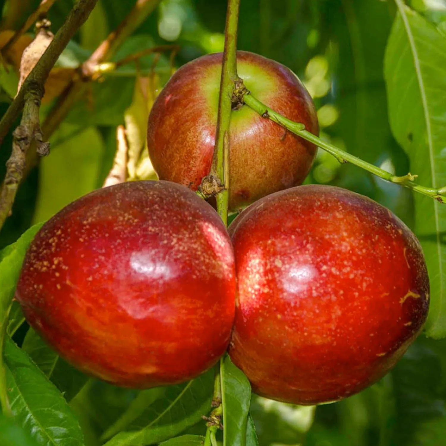 nectarine_snow_queen__semidwarf___box_0.webp Nectarine 'snow Queen' - Semi-Dwarf - 24" Box>Roger's Gardens Fashion