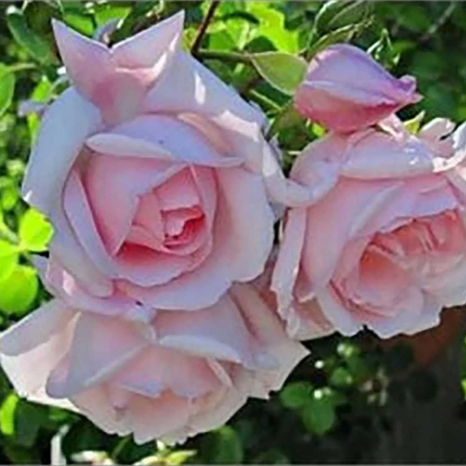 new_dawn__staked___gallon_0.webp New Dawn - Staked - 5 Gallon>Roger's Gardens Best Sale