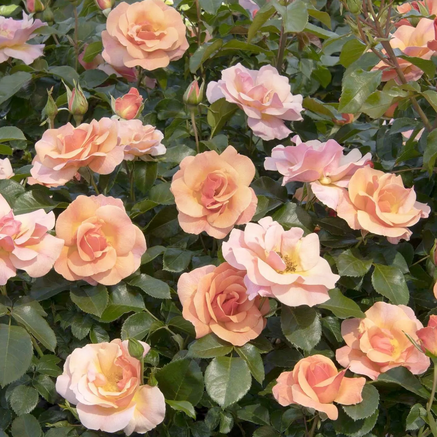 nitty_peach_pink___gallon_0-1.webp Nitty Peach Pink™ - 5 Gallon>Roger's Gardens Cheap