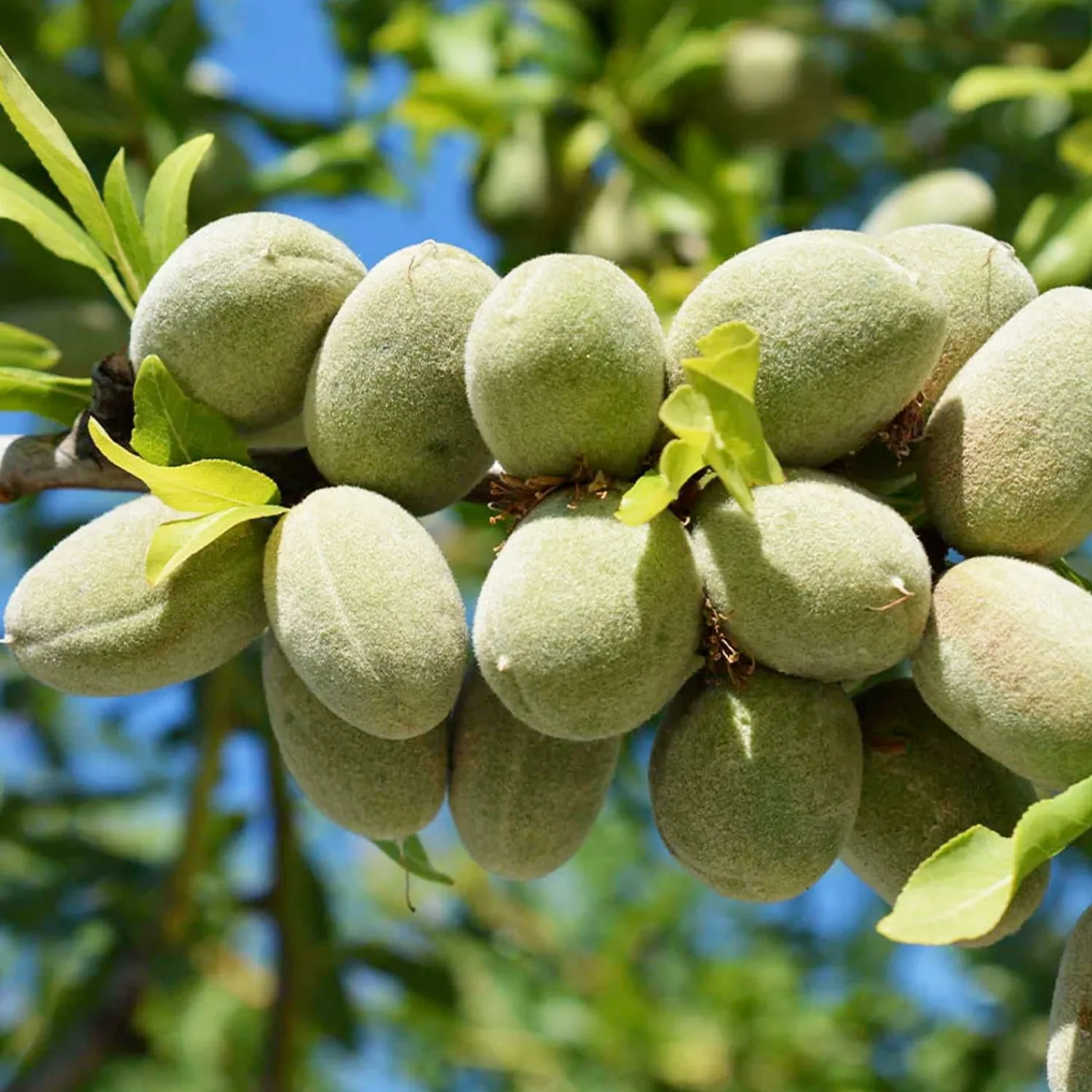 nut_almond_allinone__genetic_dwarf___gallon_0.webp Nut Almond 'All-In-One' - Genetic Dwarf - #5 Gallon>Roger's Gardens Clearance