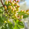 Nut Pistachio 'Kerman' (Female) - #5 Gallon>Roger's Gardens Flash Sale