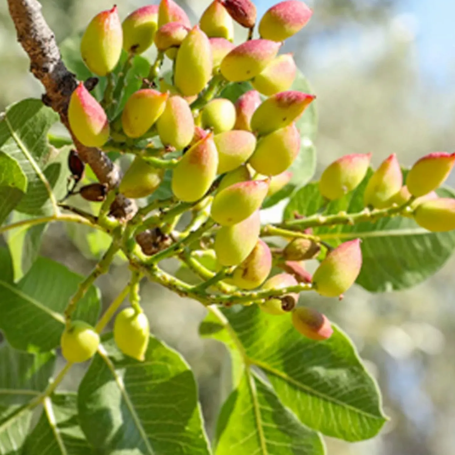 nut_pistachio_kerman_female___gallon_0.webp Nut Pistachio 'Kerman' (Female) - #5 Gallon>Roger's Gardens Flash Sale