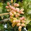 Nut Pistachio 'Peters' (Male) - #5 Gallon>Roger's Gardens Best