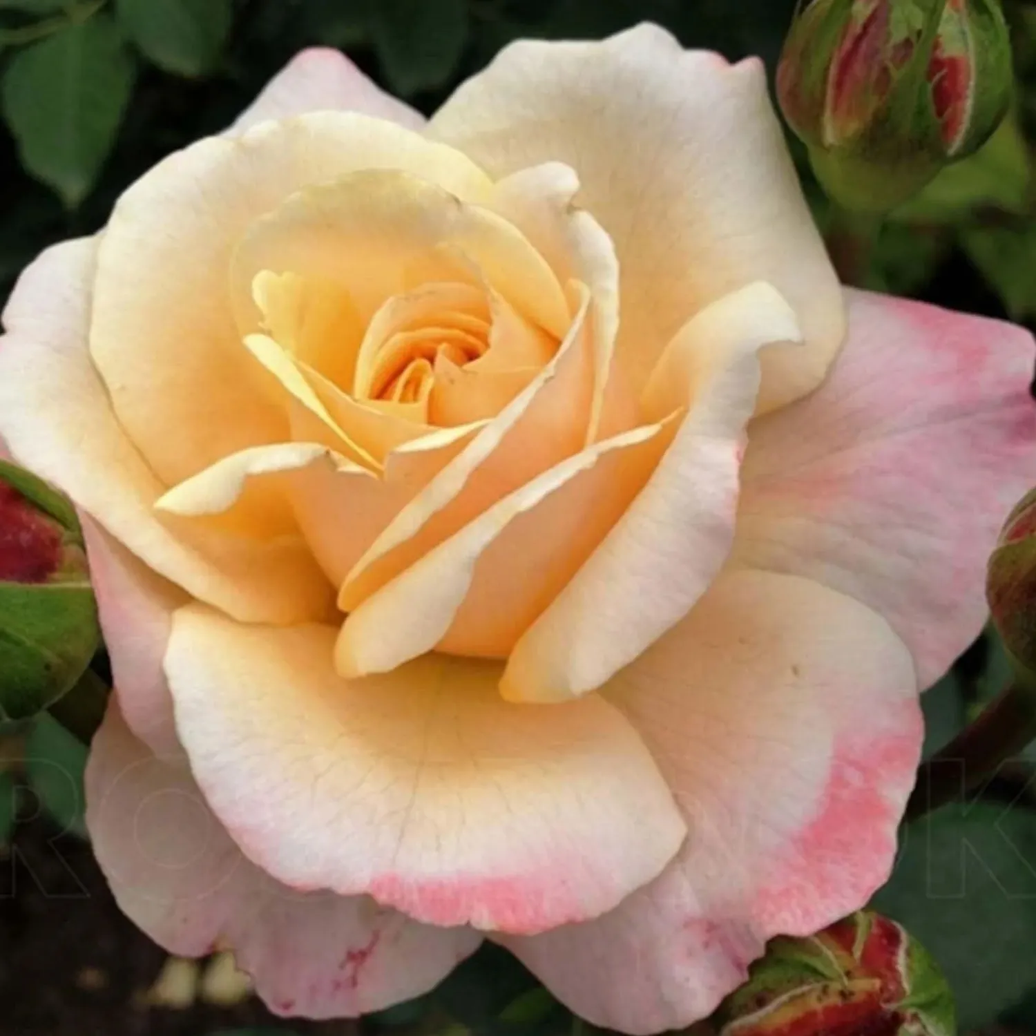 oh_happy_day_eleganza___gallon_0.webp Oh Happy Day Eleganza - 5 Gallon>Roger's Gardens Store