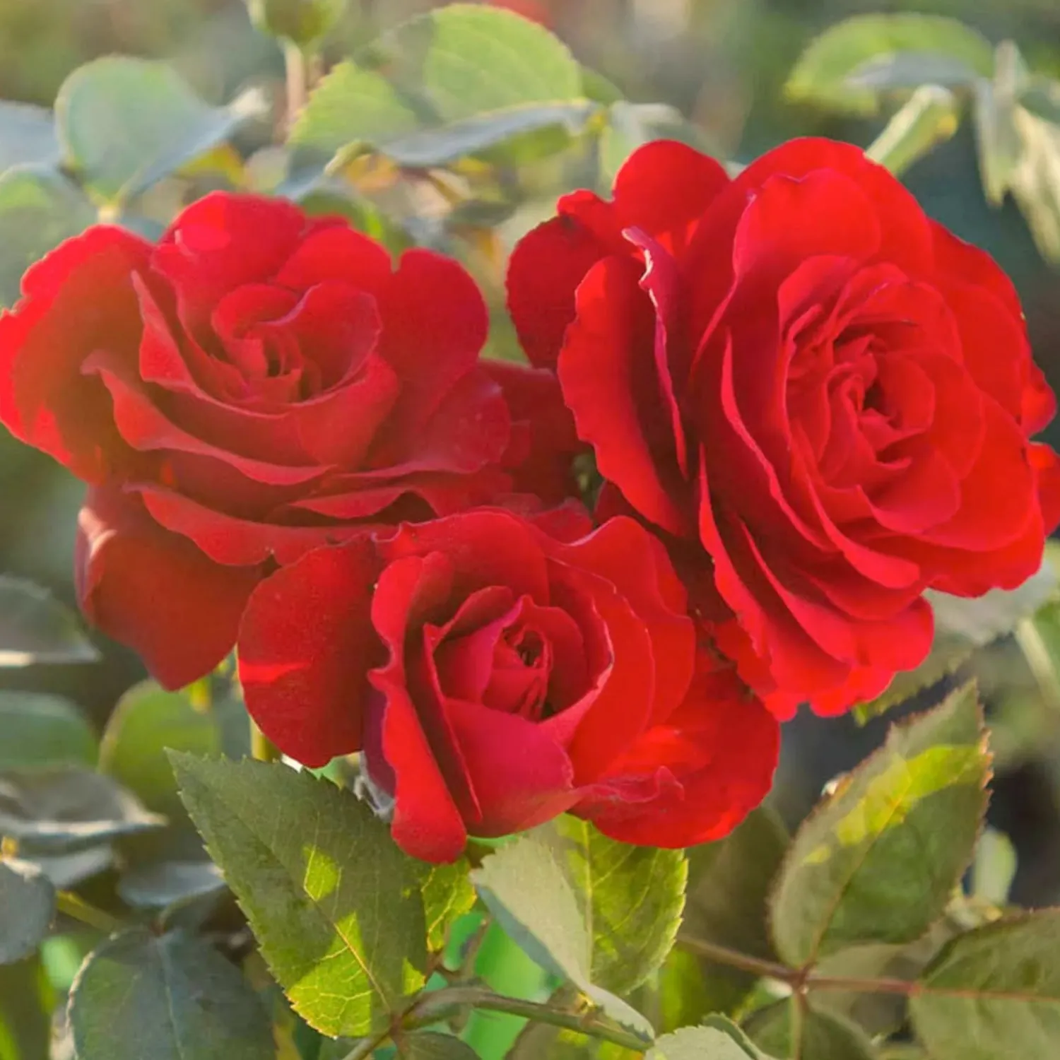oh_my___gallon_0.webp Oh My! - 5 Gallon>Roger's Gardens Best