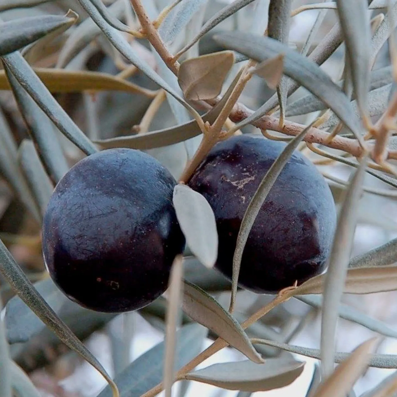 olea_europ_sevillano__sevillano_fruiting_olive___gallon_0.webp Olea Europ. 'sevillano' - Sevillano Fruiting Olive - 5 Gallon>Roger's Gardens Hot