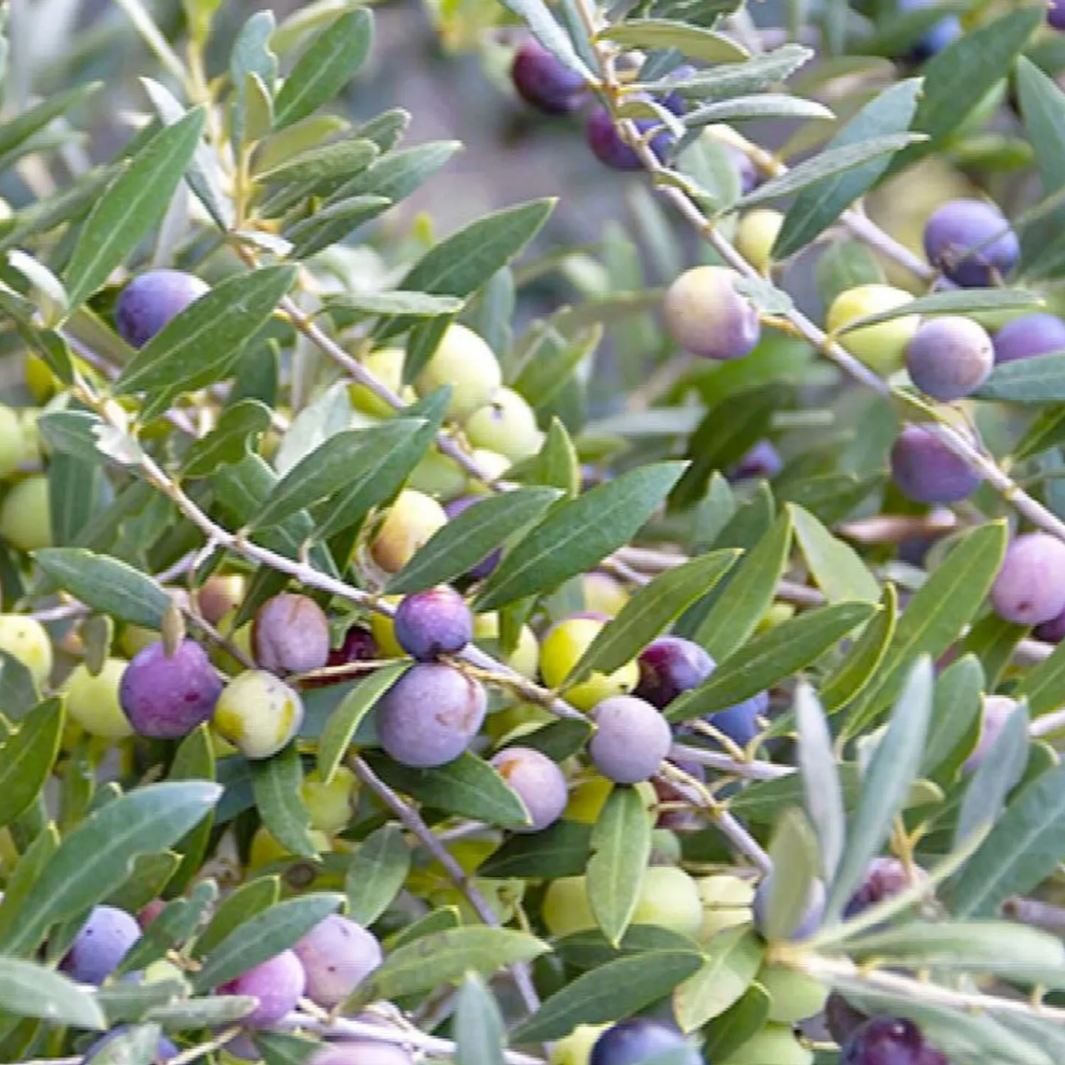 olea_europaea_arbequina___gallon_0-1.webp Olea Europaea 'Arbequina' - #5 Gallon>Roger's Gardens Shop