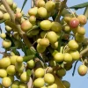 Olea Europaea 'Arbosana' - #5 Gallon>Roger's Gardens Cheap