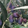 Olea Europaea 'Frantoio' - #5 Gallon>Roger's Gardens New