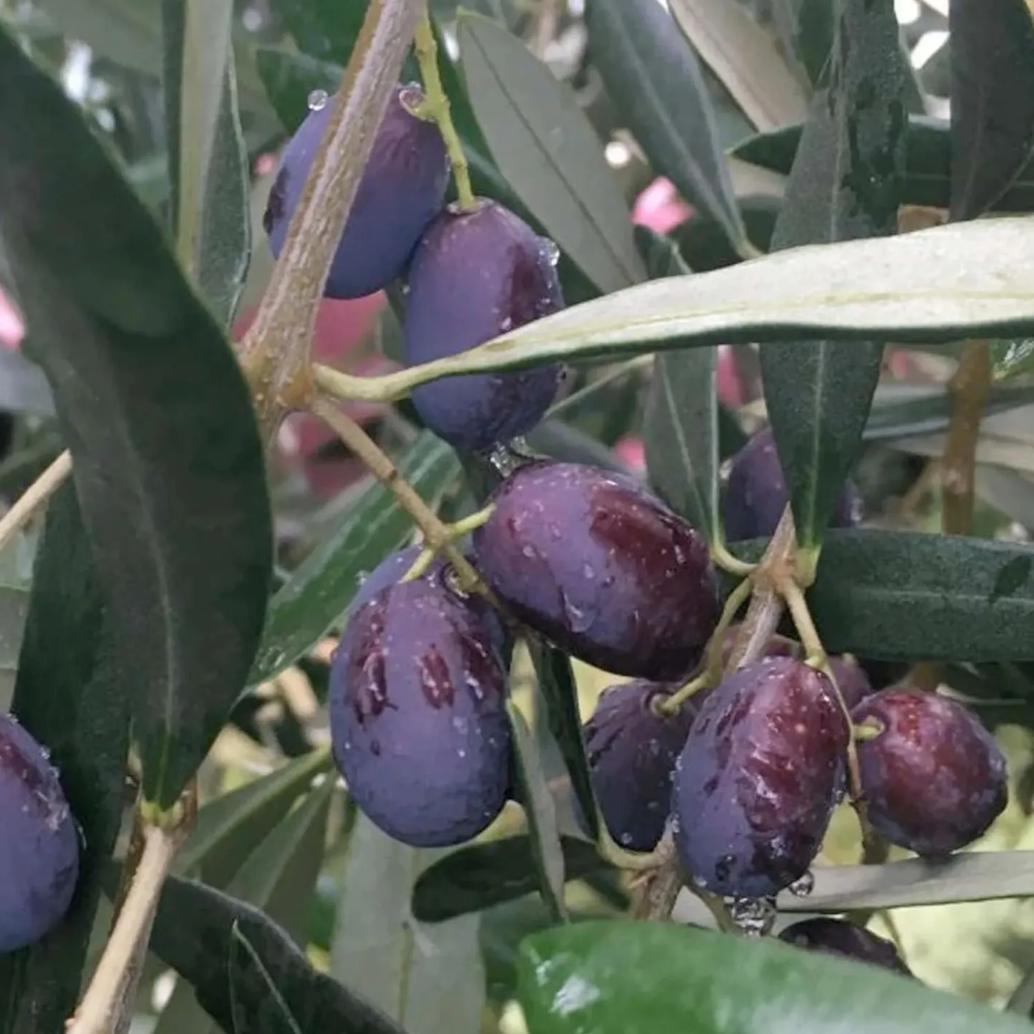 olea_europaea_frantoio___gallon_0-1.webp Olea Europaea 'Frantoio' - #5 Gallon>Roger's Gardens New