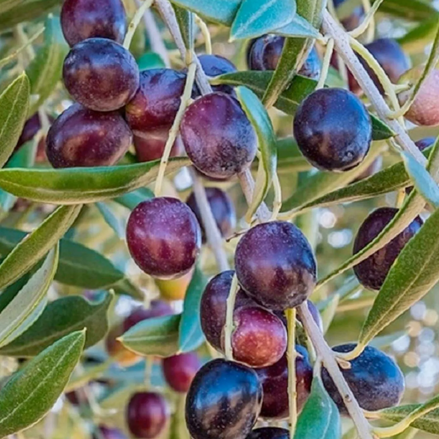 olea_europaea_koroneiki___gallon_0.webp Olea Europaea 'Koroneiki' - #5 Gallon>Roger's Gardens Hot