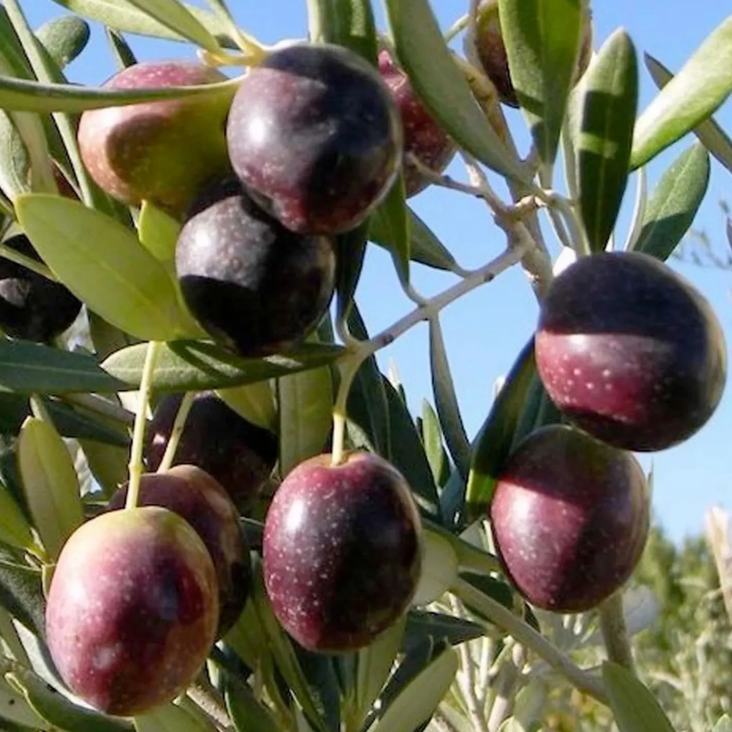 olea_europaea_manzanillo___gallon_0.webp Olea Europaea 'Manzanillo' - #15 Gallon>Roger's Gardens Best Sale