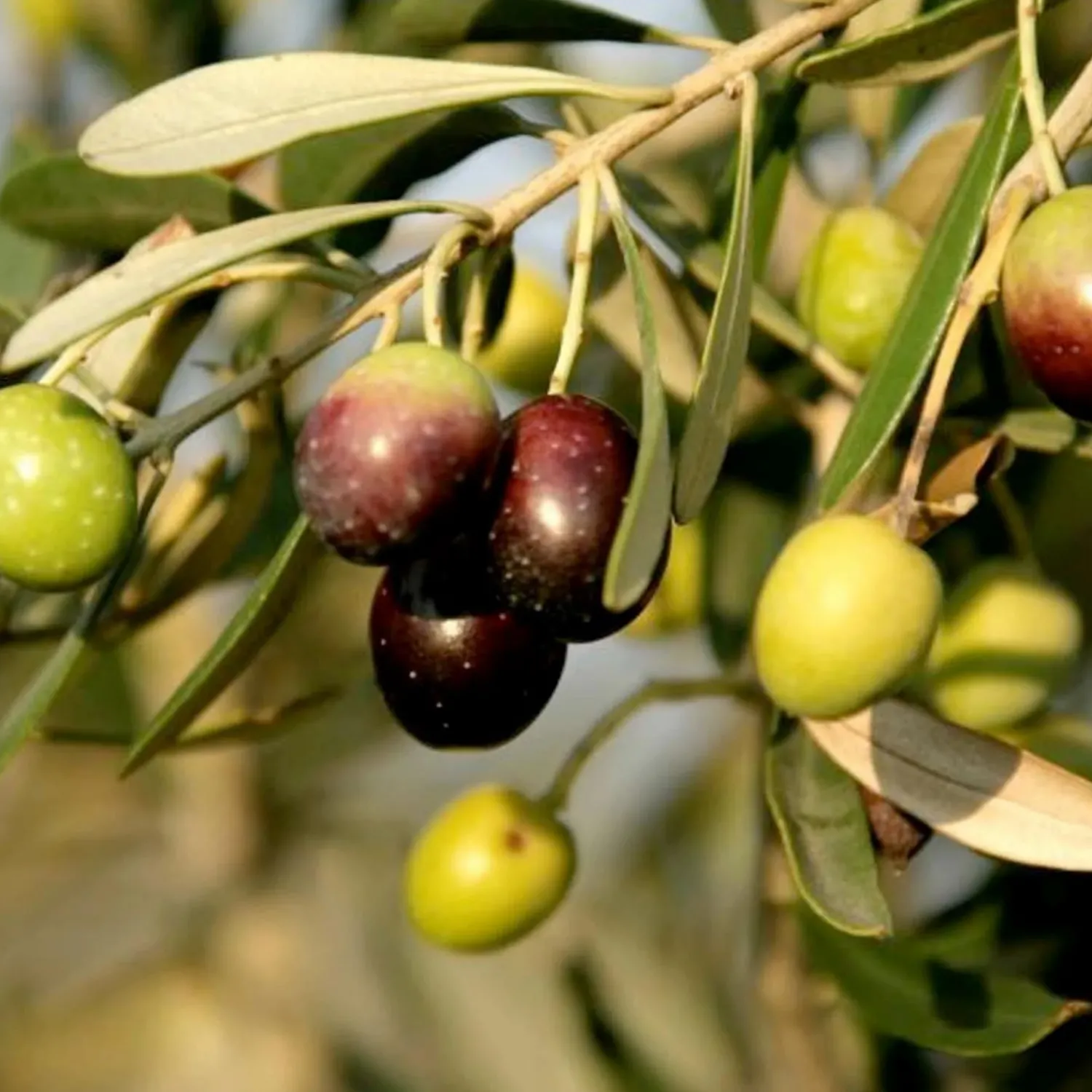 olea_europaea_mission___gallon_0-1.webp Olea Europaea 'Mission' - #5 Gallon>Roger's Gardens Discount