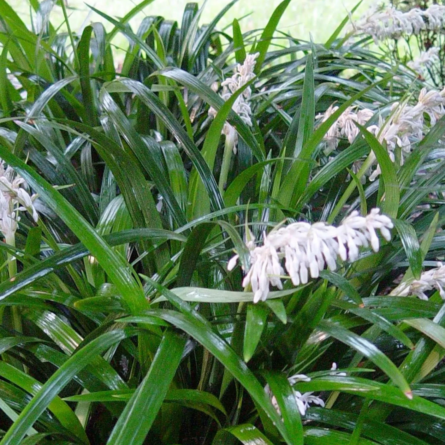 ophiopogon_japonicus__mondo_grass___gallon_0.webp Ophiopogon Japonicus - Mondo Grass - 1 Gallon>Roger's Gardens Best Sale