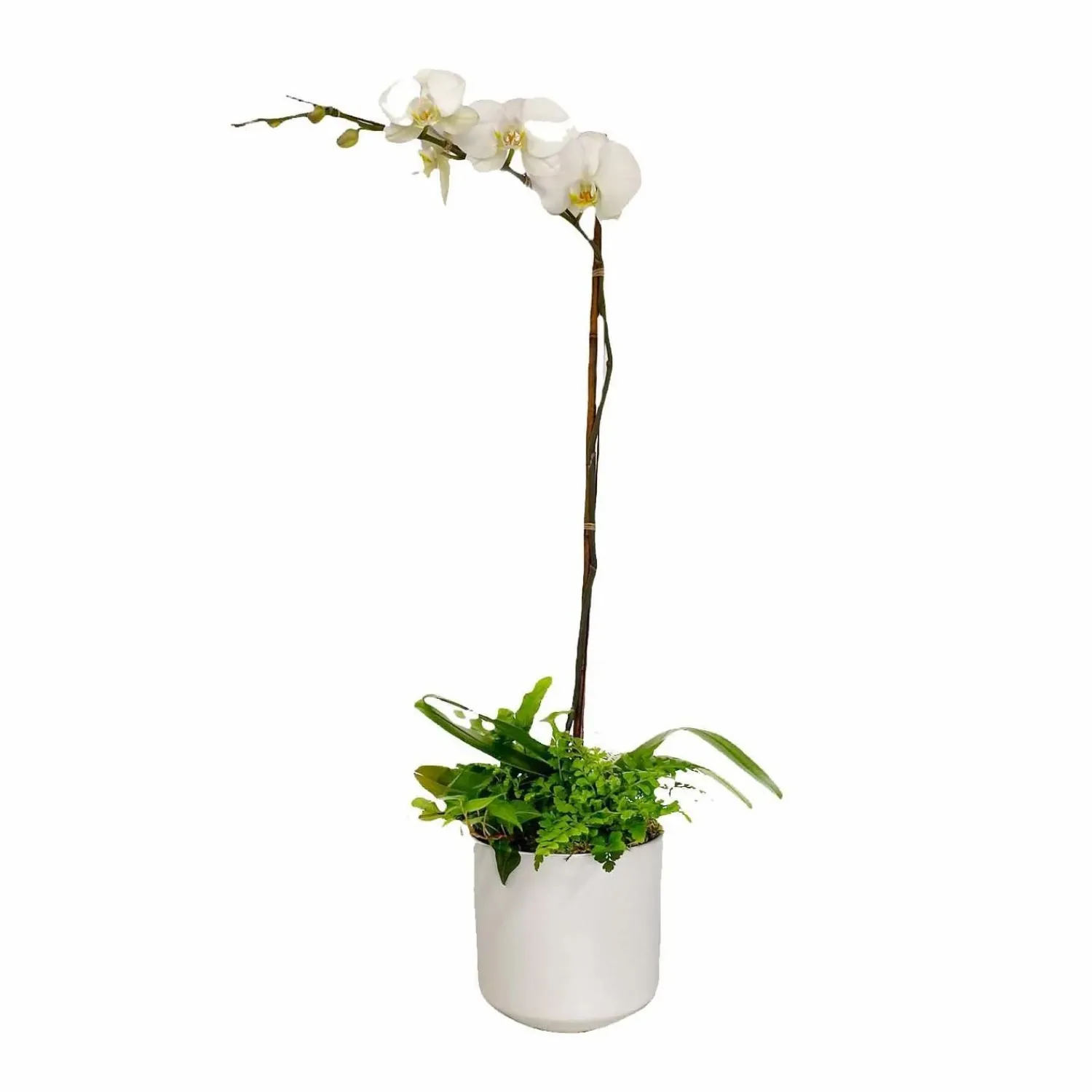 orchid__greens_in_medium_white_pot_0-1.webp Orchid & Greens In Medium White Pot>Roger's Gardens Hot