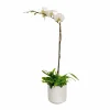 Orchid & Greens In Medium White Pot>Roger's Gardens New