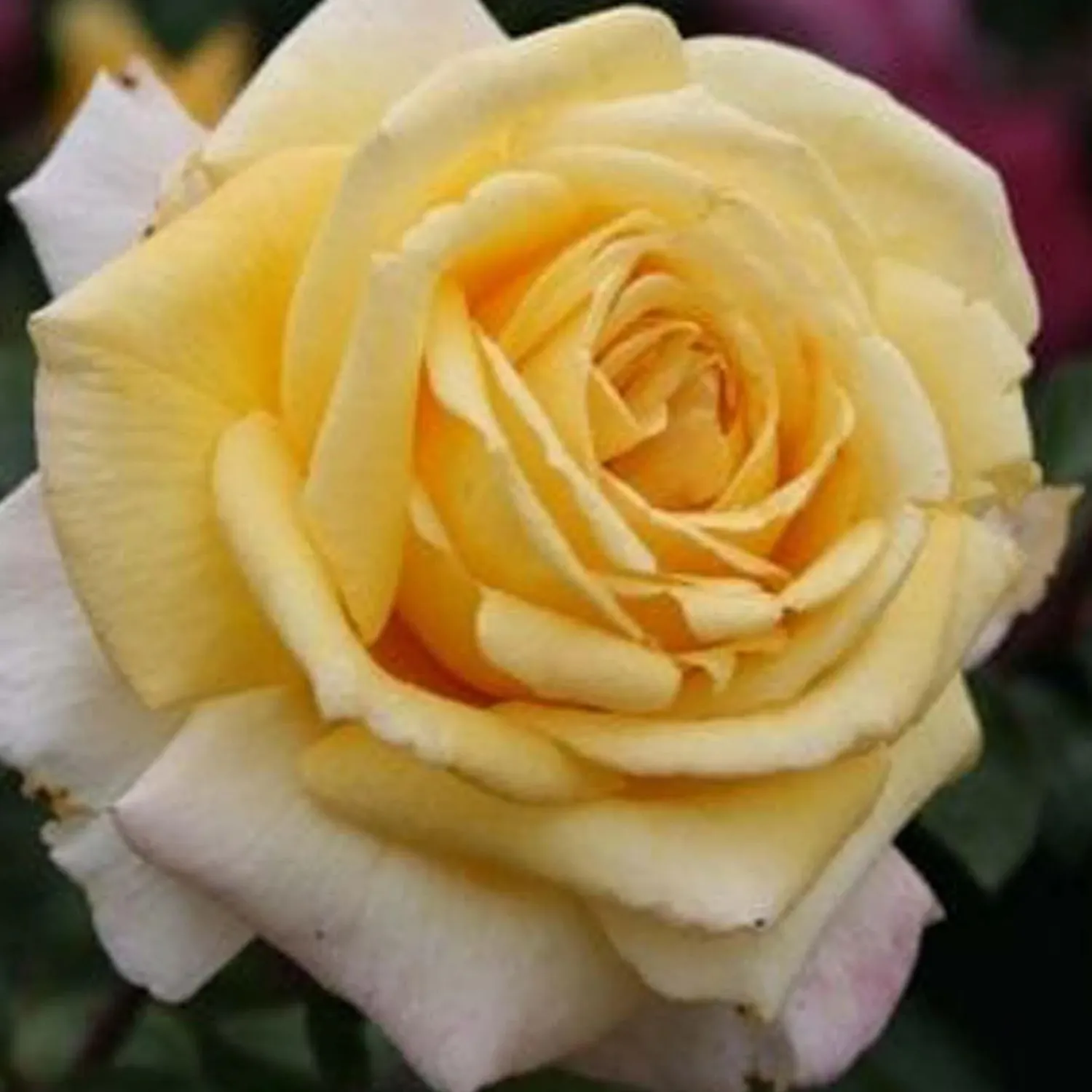 oregold___gallon_0.webp Oregold - 5 Gallon>Roger's Gardens Clearance