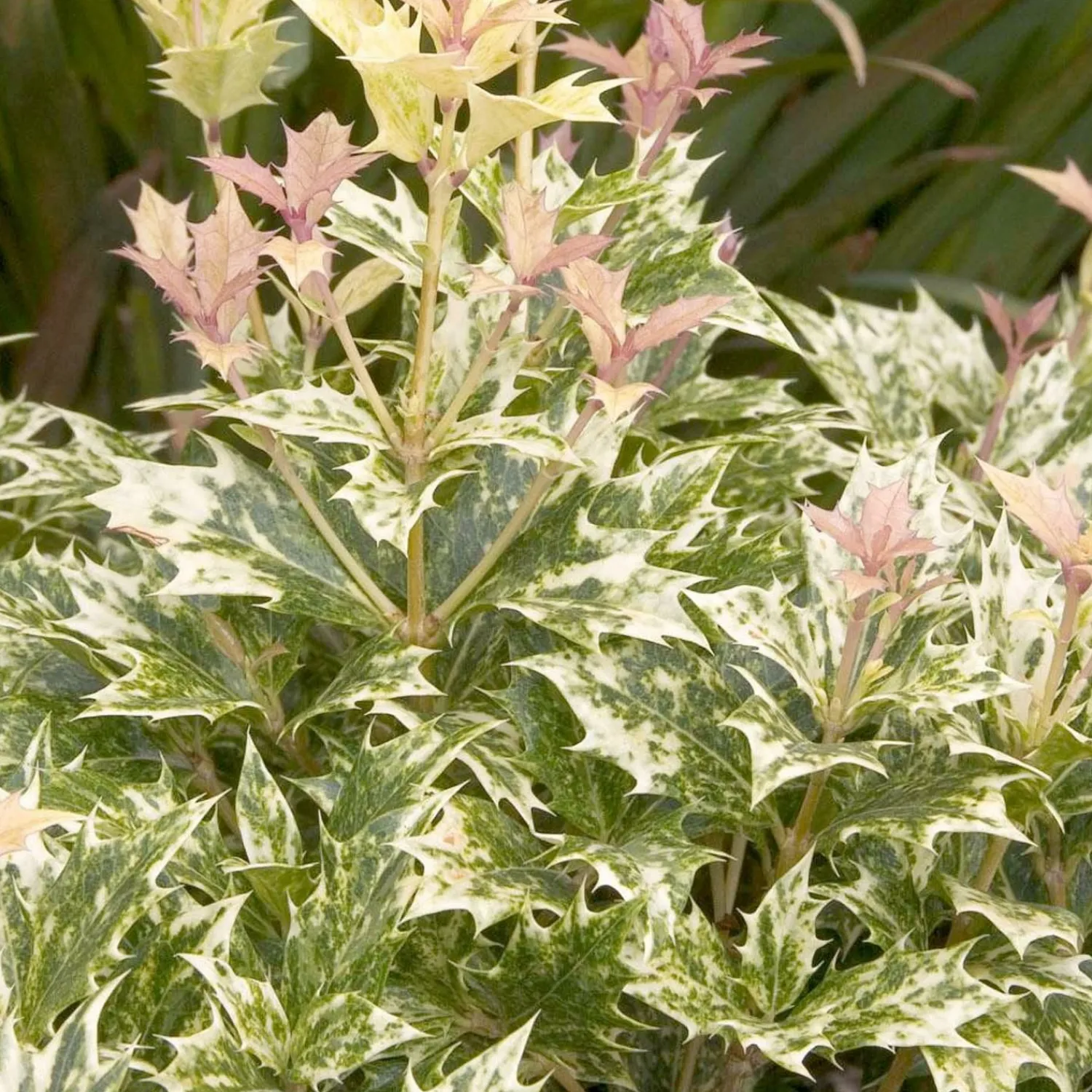 osmanthus_goshiki__goshiki_osmanthus___gallon_0.webp Osmanthus 'Goshiki' - Goshiki Osmanthus - 1 Gallon>Roger's Gardens Store