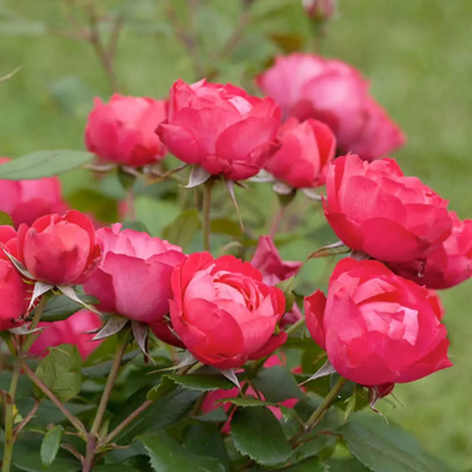oso_easy_double_red___gallon_0.webp Oso Easy Double Red - 3 Gallon>Roger's Gardens Shop