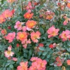 Oso Easy Hot Paprika - 3 Gallon>Roger's Gardens Online
