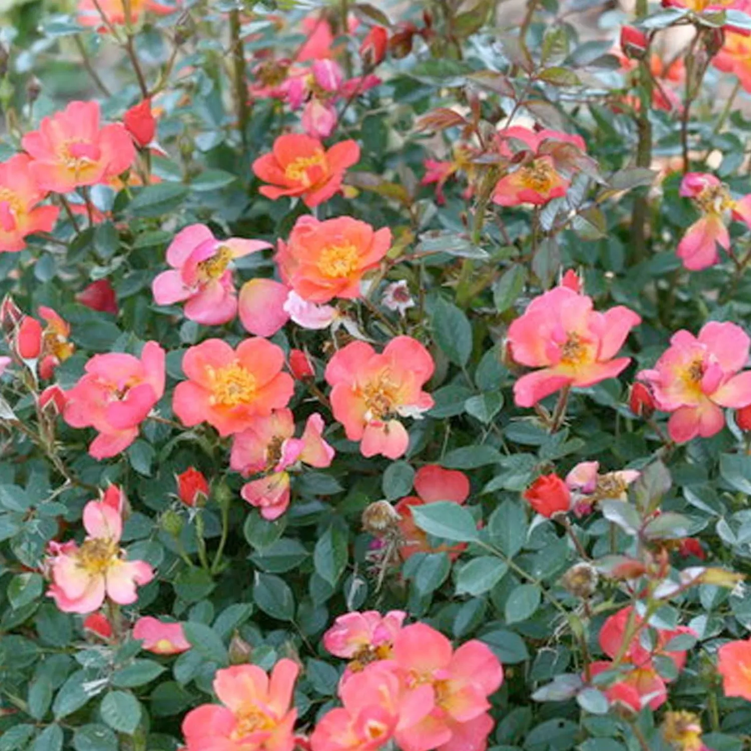 oso_easy_hot_paprika___gallon_0.webp Oso Easy Hot Paprika - 3 Gallon>Roger's Gardens Online