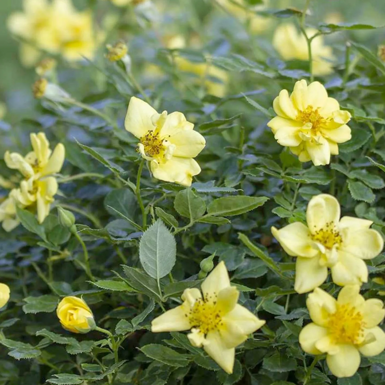 oso_easy_lemon_zest___gallon_0.webp Oso Easy Lemon Zest - 3 Gallon>Roger's Gardens Outlet
