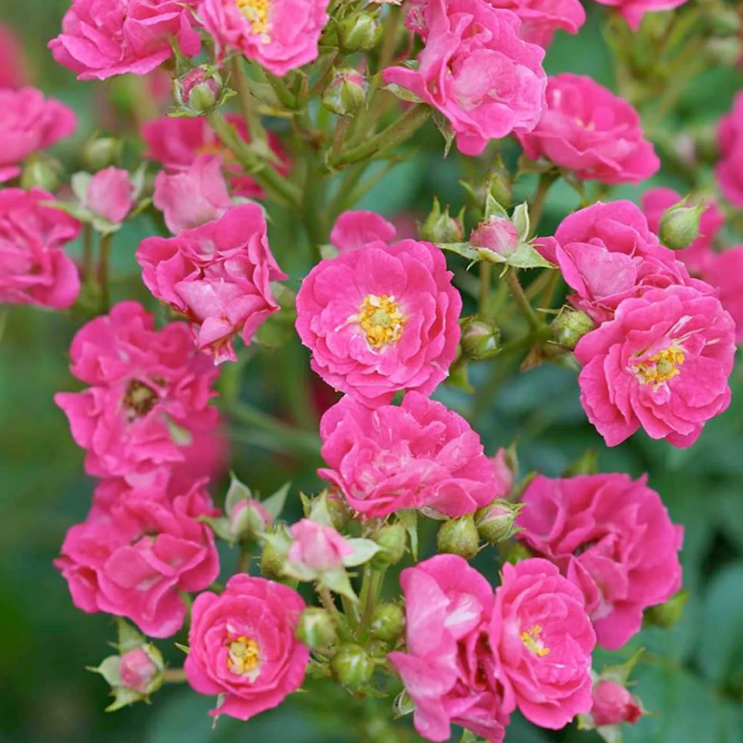 oso_easy_peasy___gallon_0.webp Oso Easy Peasy - 3 Gallon>Roger's Gardens Flash Sale