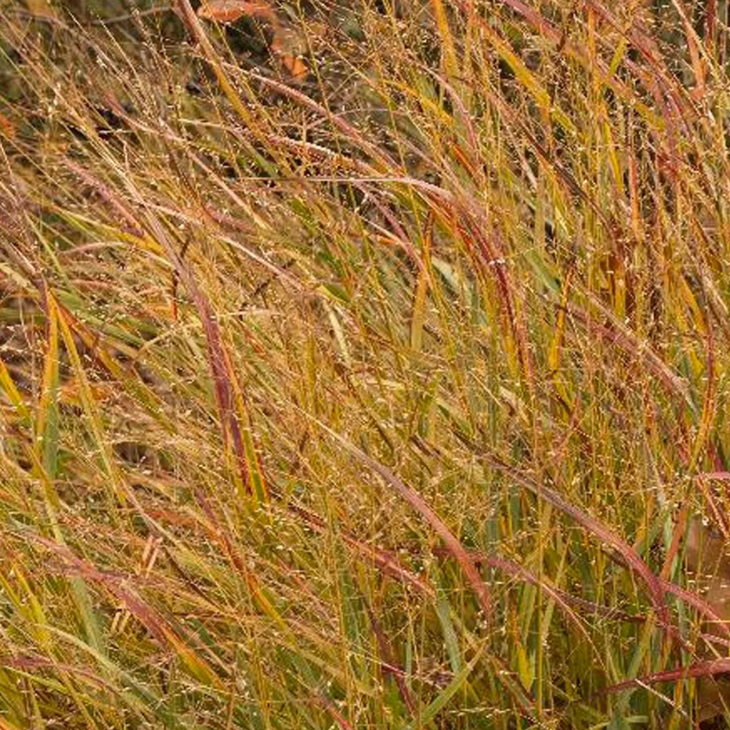 panicum_vir_shenandoah__shenandoah_panic_grass___gallon_0.webp Panicum Vir. 'shenandoah' - Shenandoah Panic Grass - 1 Gallon>Roger's Gardens Discount