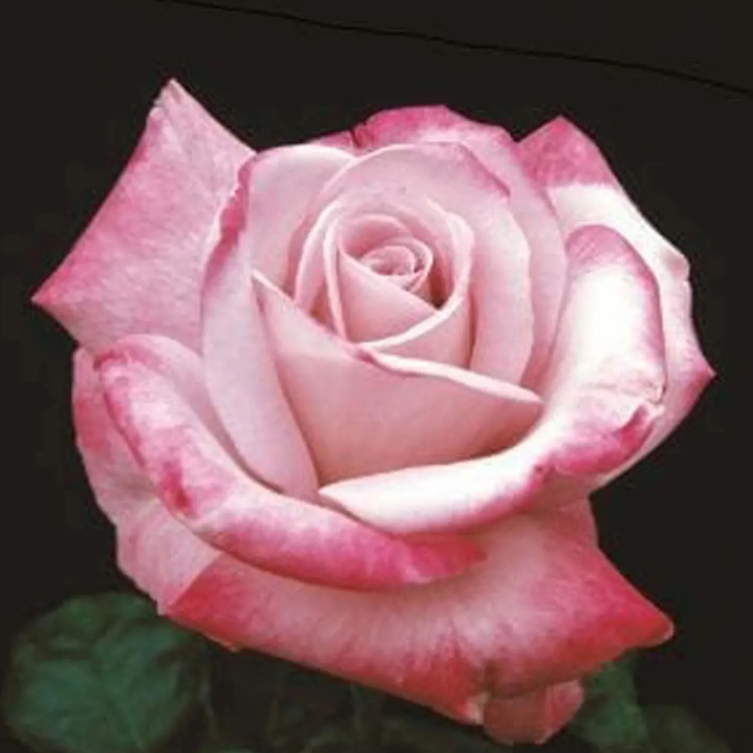 paradise___gallon_0.webp Paradise - 5 Gallon>Roger's Gardens Cheap