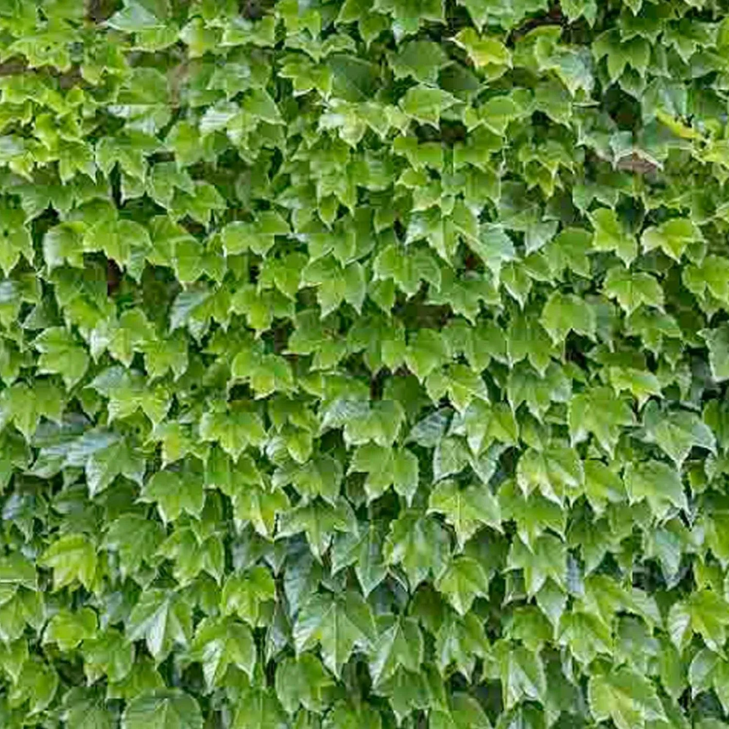 parthenocissus_veitchii__boston_ivy___gallon_0.webp Parthenocissus 'Veitchii' - Boston Ivy - 5 Gallon>Roger's Gardens Best