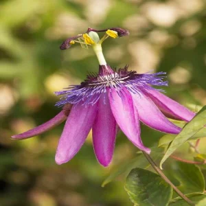 Passiflora 'Lavender Lady - Lavender Lady Passion Vine - 1 Gallon>Roger's Gardens Flash Sale