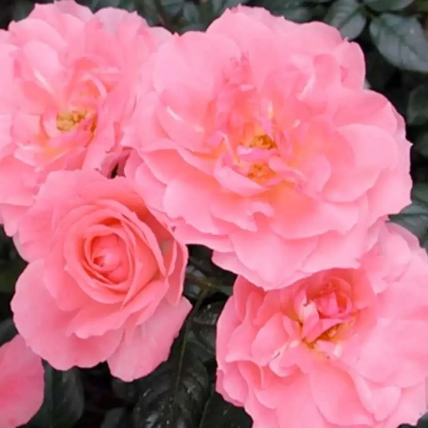 passionate_kisses___gallon_0.webp Passionate Kisses - 5 Gallon>Roger's Gardens Discount