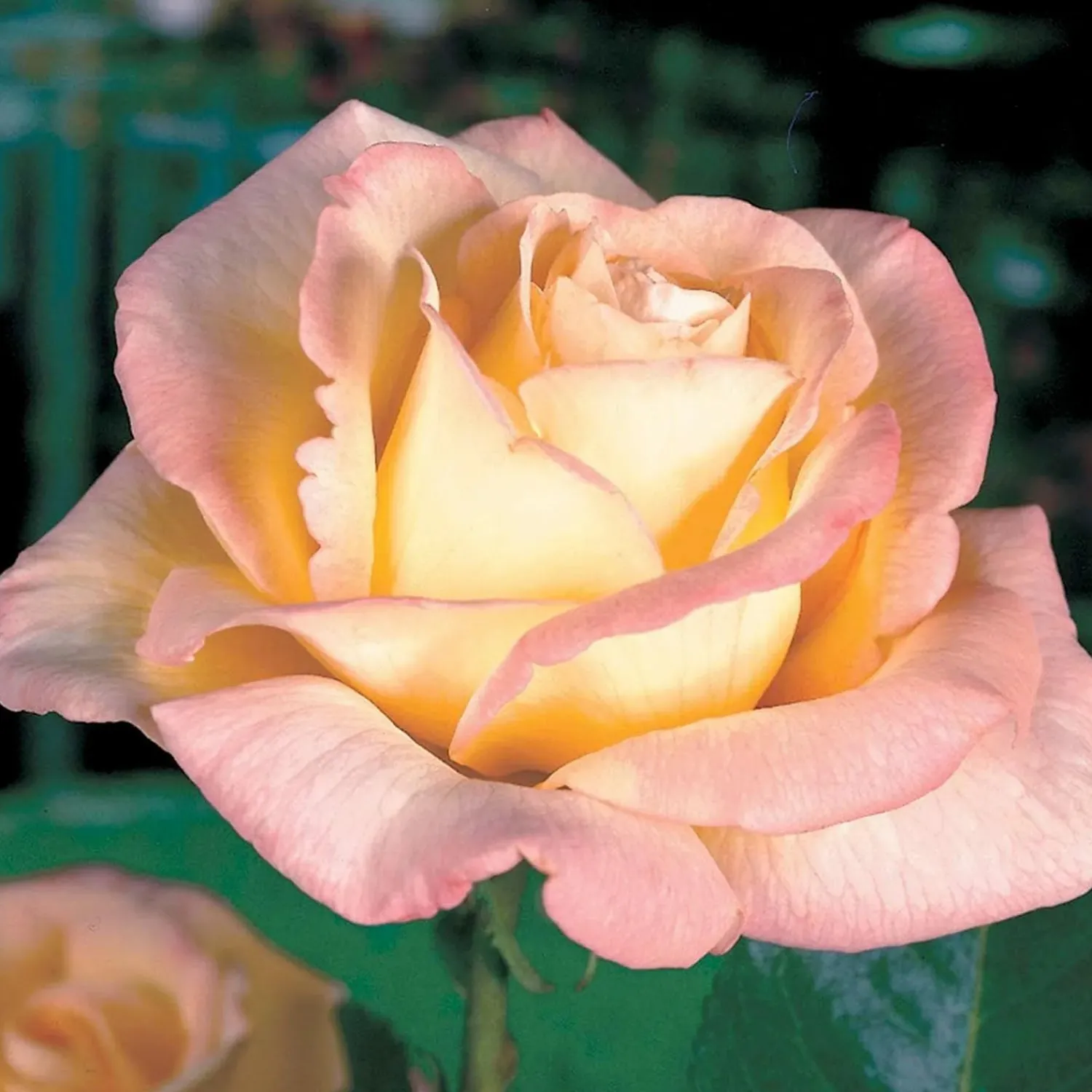 peace___tree___gallon_0-1.webp Peace - 36" Tree - 5 Gallon>Roger's Gardens Cheap