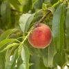 Peach 'Desert Gold' - #10 Gallon>Roger's Gardens Store
