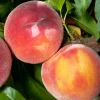 Peach 'Eva's Pride' - Semi-Dwarf - 24" Box>Roger's Gardens New