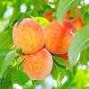Peach 'Honey Babe - Miniature - #5 Gallon>Roger's Gardens Store