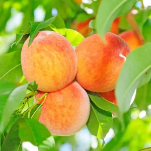 Peach 'Honey Babe - Miniature - #5 Gallon>Roger's Gardens Store