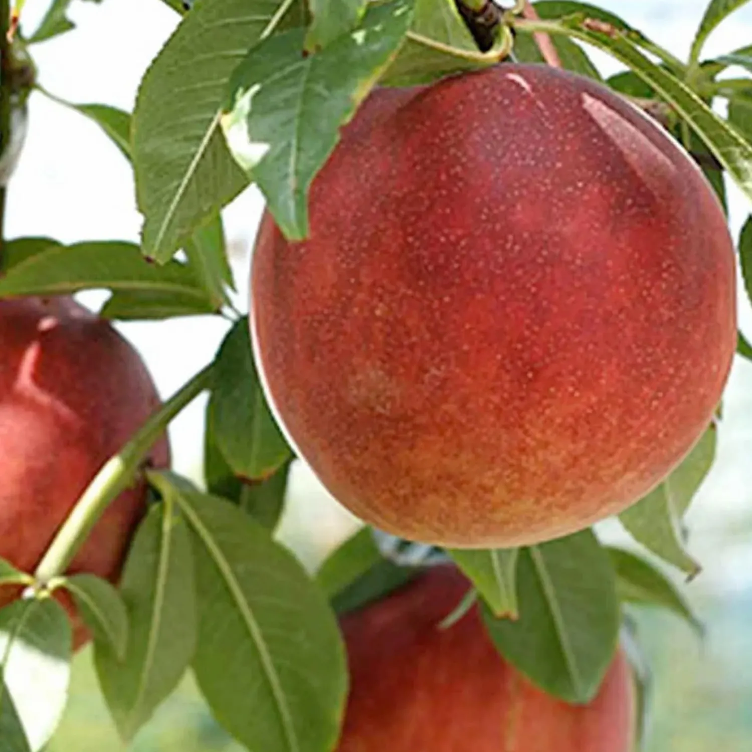 peach_july_elberta__stdroot___gallon_0-1.webp Peach 'July Elberta' - Std.Root - #5 Gallon>Roger's Gardens Hot