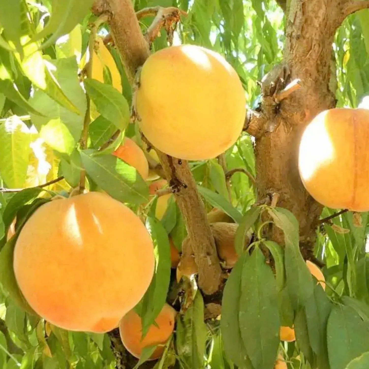 peach_santa_barbara__semidwarf___box_0.webp Peach 'santa Barbara' - Semi-Dwarf - 24" Box>Roger's Gardens Shop