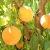 Peach 'santa Barbara' - Semi-Dwarf - #15 Gallon>Roger's Gardens Best Sale