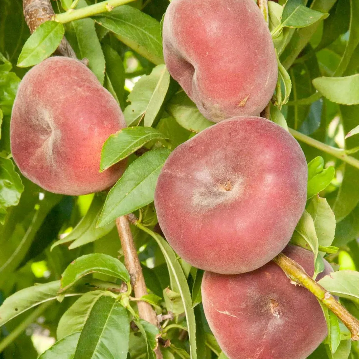 peach_sauzee_swirl_white__semidwarf___gallon_0.webp Peach 'sauzee Swirl White' - Semi-Dwarf - #5 Gallon>Roger's Gardens Sale
