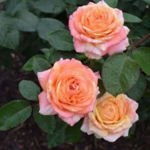 Peach Swirl - 5 Gallon>Roger's Gardens Fashion