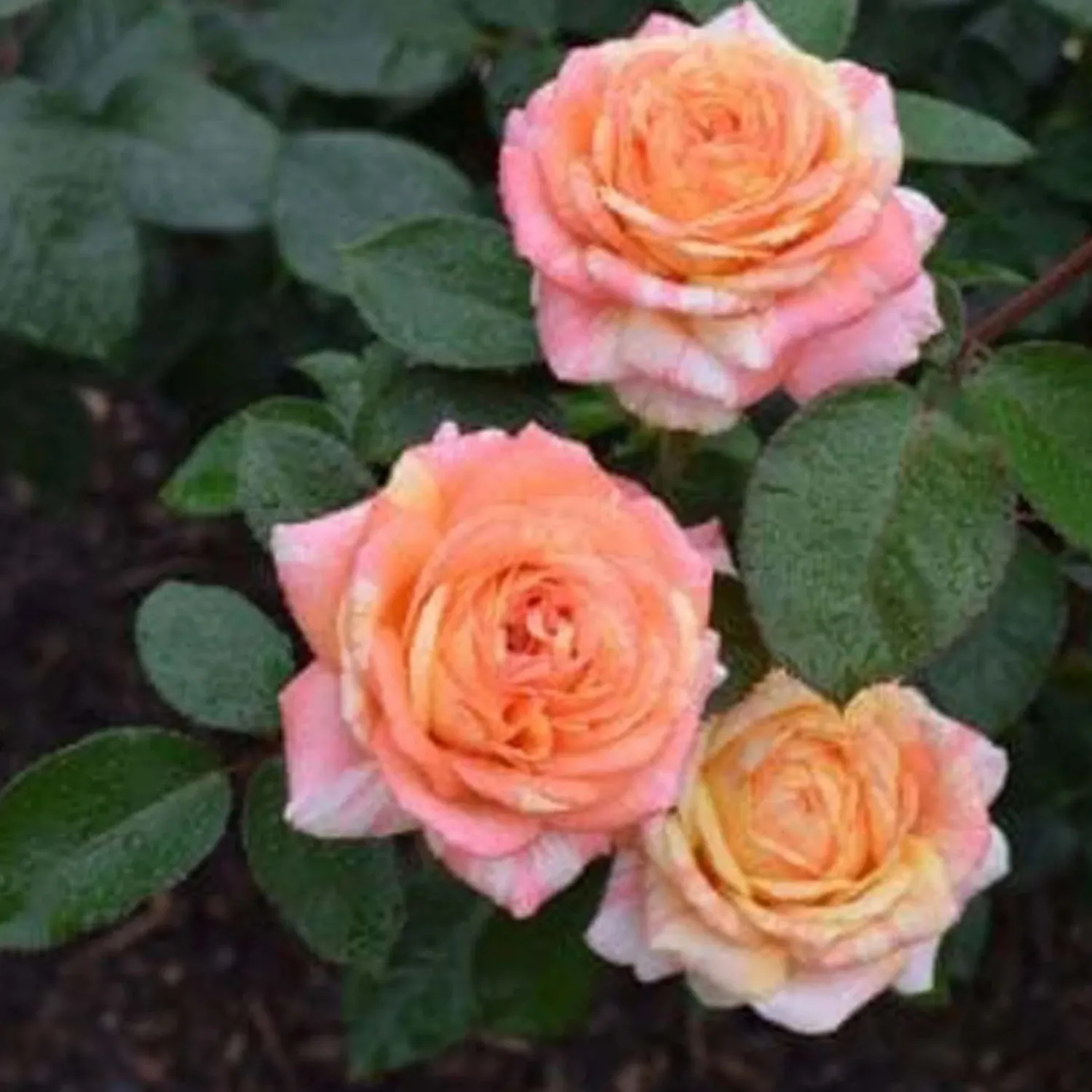 peach_swirl___gallon_0.webp Peach Swirl - 5 Gallon>Roger's Gardens Fashion