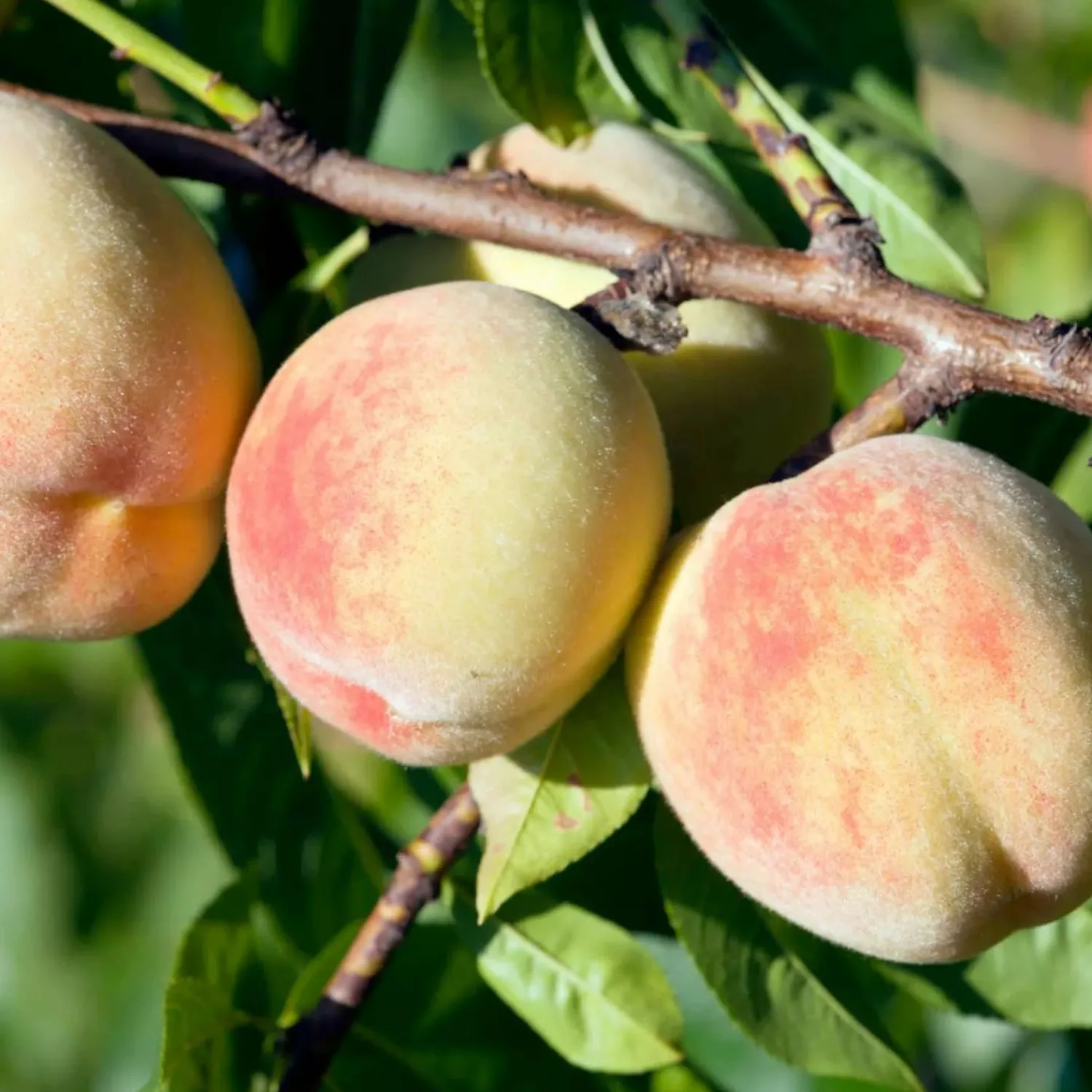 peach_tropic_snow__stdroot___gallon_0.webp Peach 'Tropic Snow' - Std.Root - #5 Gallon>Roger's Gardens Best