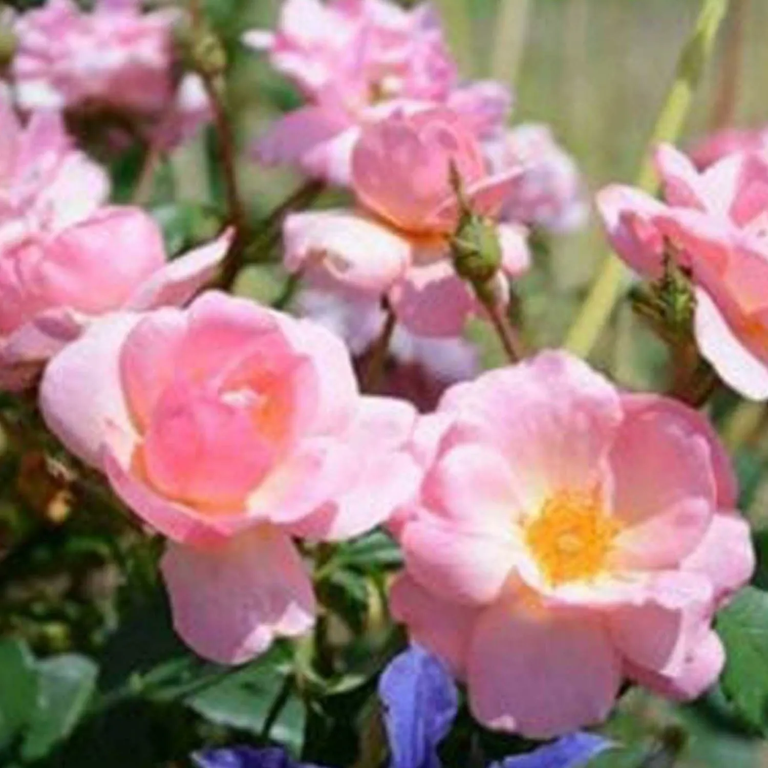 peachy_knock_out___gallon_0.webp Peachy Knock Out - 2 Gallon>Roger's Gardens Store