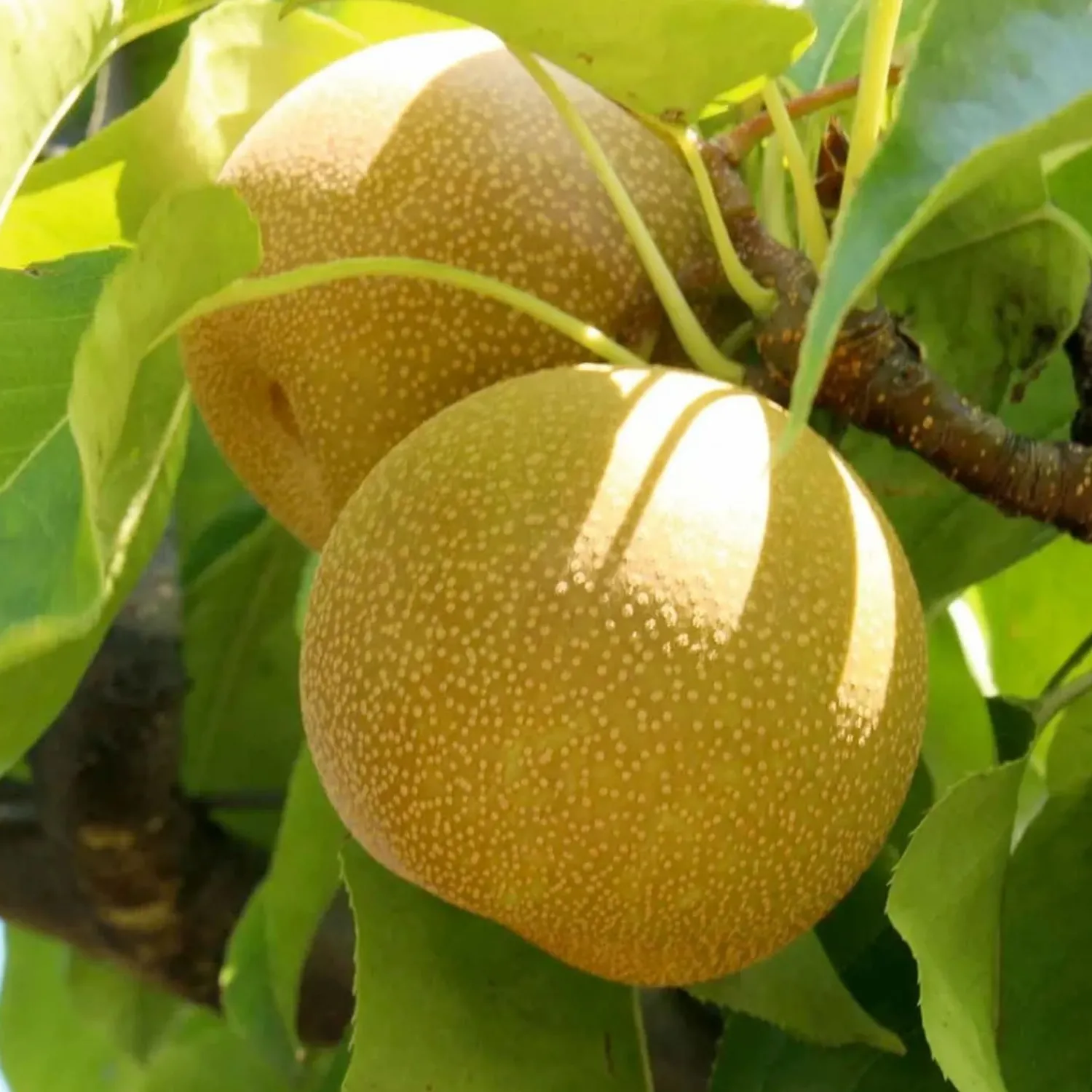 pear_asian_th_century__semidwarf___gallon_0.webp Pear 'Asian 20Th Century' - Semi-Dwarf - #15 Gallon>Roger's Gardens New